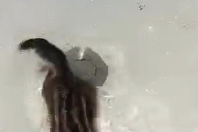 Adorable Siberian Chipmunk Caught in Action!