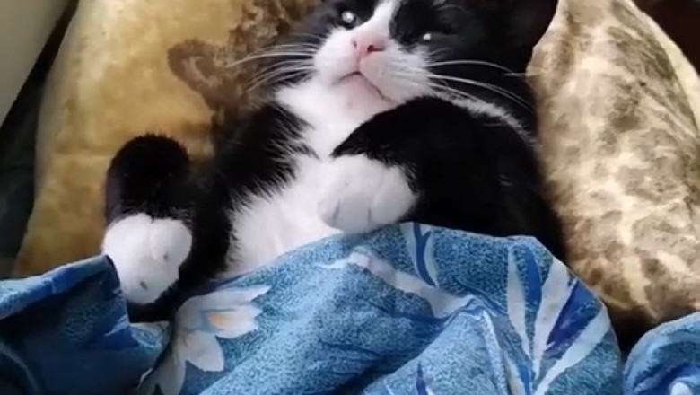 Adventurous Cat Takes a Trip: The Ultimate Feline Travel Vlog!