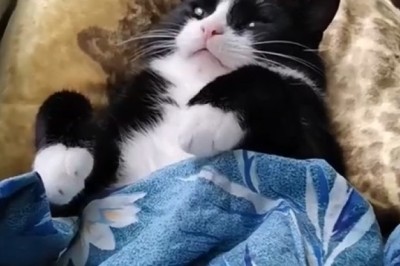 Adventurous Cat Takes a Trip: The Ultimate Feline Travel Vlog!