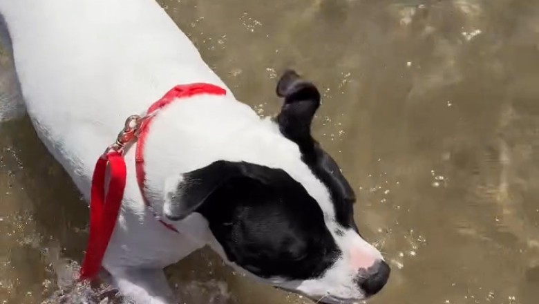 Adventurous Pup: Watch This Dog Explore the World Like a True Tourist!