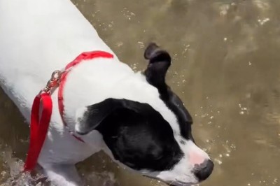Adventurous Pup: Watch This Dog Explore the World Like a True Tourist!