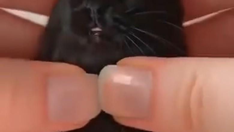 Black Cat-Shaped Dough: The Purr-fect Baking Surprise! πΎπ