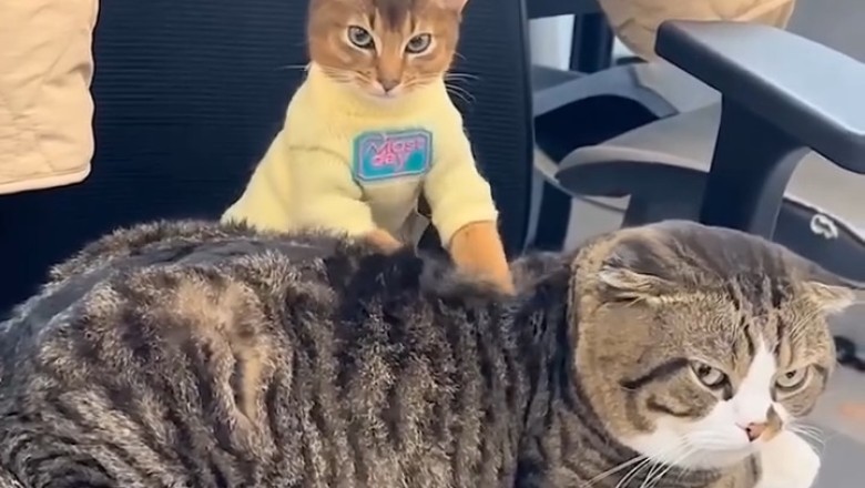 Double the Cuteness: Watch This Cat Give a Purr-fect Massage to Its Friend!