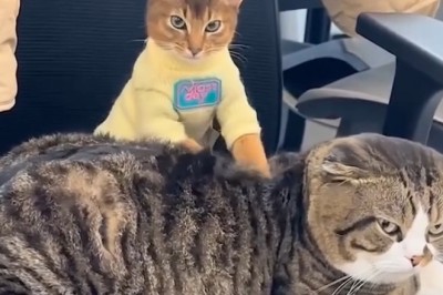 Double the Cuteness: Watch This Cat Give a Purr-fect Massage to Its Friend!