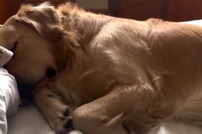 Dreaming Big: Adorable Dog Snoozes in a Winter Wonderland!