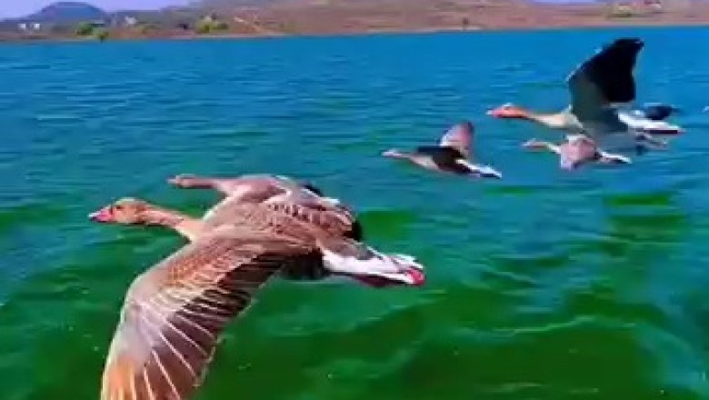 Ducks Take Flight: A Stunning Aerial Dance Over a Felucca!
