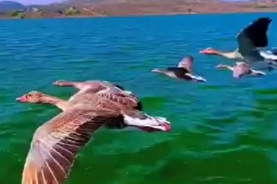 Ducks Take Flight: A Stunning Aerial Dance Over a Felucca!