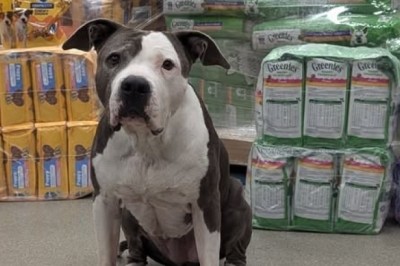 Easing the Financial Strain: Community Pet Food Pantry to the Rescue