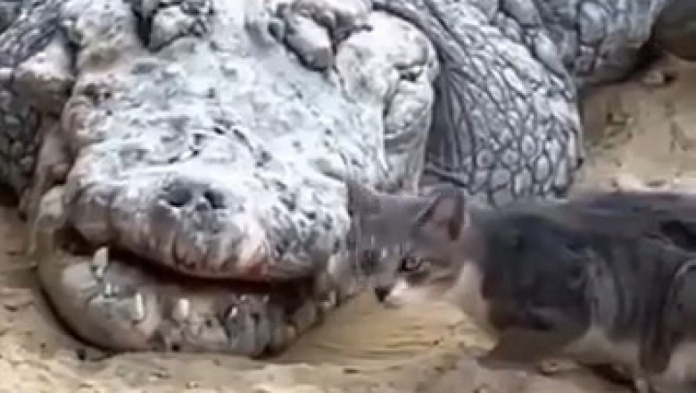 Epic Showdown: Cat vs. Crocodile!