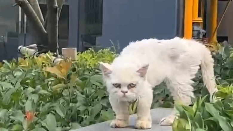 From Struggle to Snuggles: Watch This Brave Cat's Inspiring Recovery Journey!