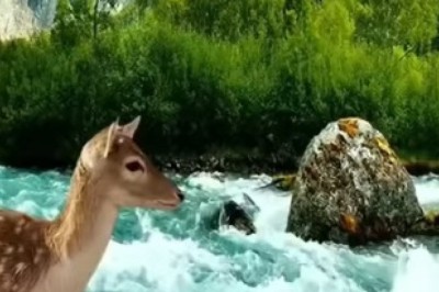 Graceful Gazelles: Nature's Agile Dancers in the Wild!