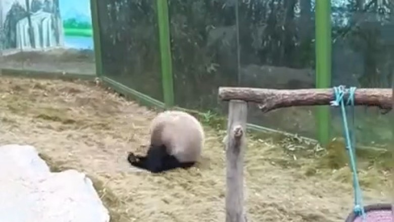Hilarious Panda Moments That Will Make You Laugh Out Loud!