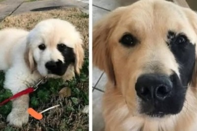 Meet Enzo: The Rarest Golden Retriever with Heartwarming Freckles