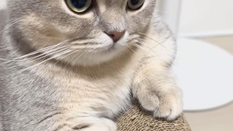 Meet the Most Adorable Quiet Cat: A Whiskered Wonder!