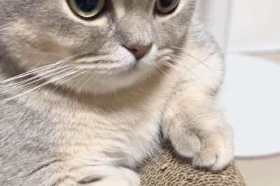 Meet the Most Adorable Quiet Cat: A Whiskered Wonder!