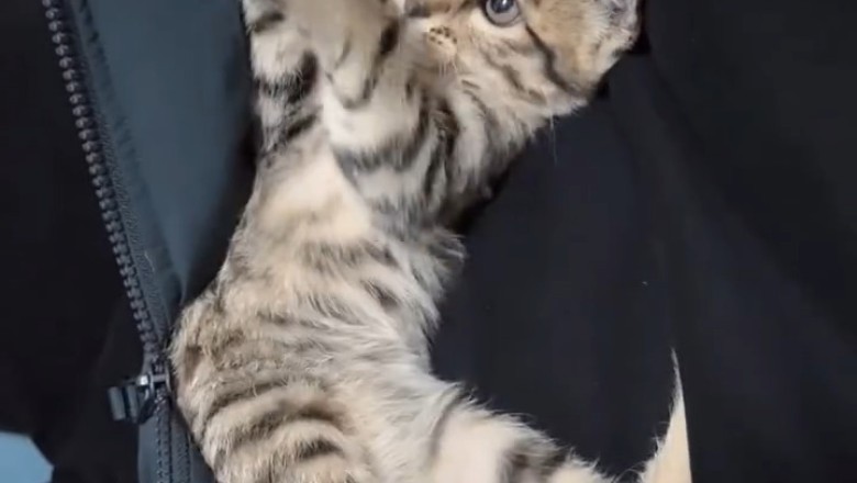 Meet the Most Amazing Kitten: Unbelievable Tricks and Cuteness Overload!
