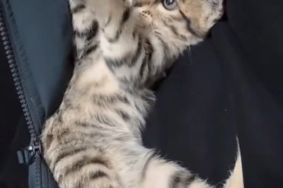 Meet the Most Amazing Kitten: Unbelievable Tricks and Cuteness Overload!