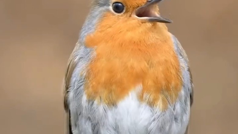 Meet the Most Beautiful Bird You've Ever Seen!