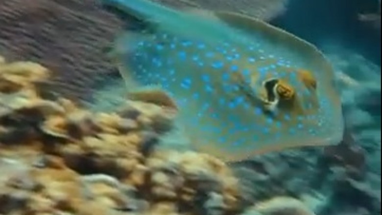 Meet the Mystical Creatures of the Deep: Exploring the Ocean's Hidden Wonders!"
