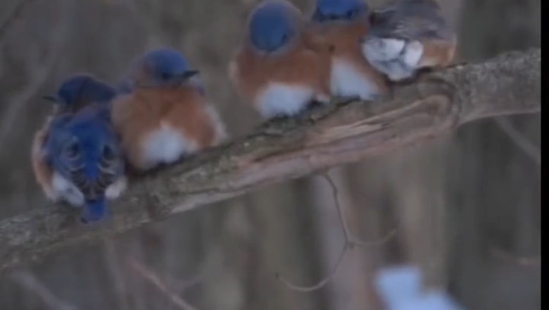 Mesmerizing Birds in Nature: A Beautiful Avian Spectacle!