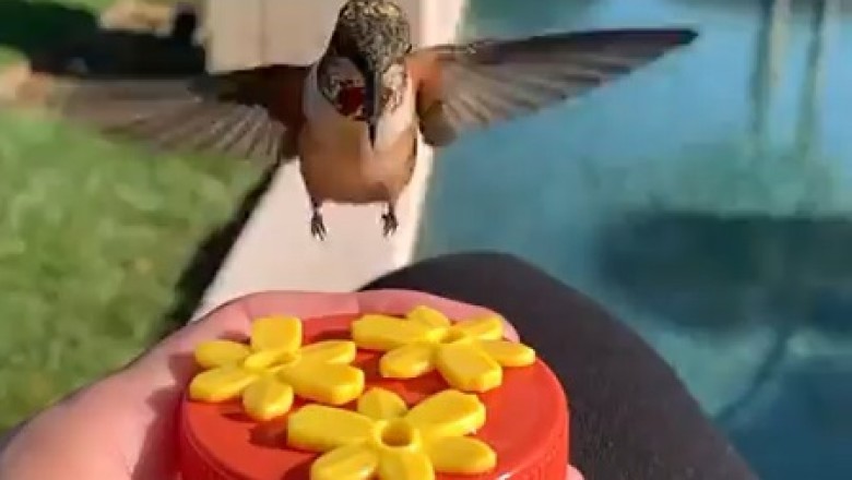 Sipping Serenity: Watch This Bird Enjoy a Refreshing Drink!