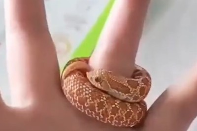 Stunning Women's Snake Ring: The Must-Have Accessory of the Year! 🐍💍