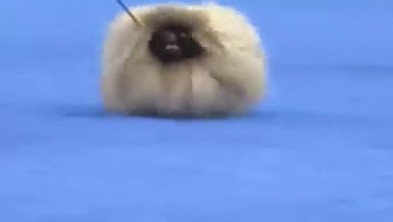 The Fluffiest Hairy Cats You’ve Ever Seen! 🐾✨ Prepare for Cuteness Overload!