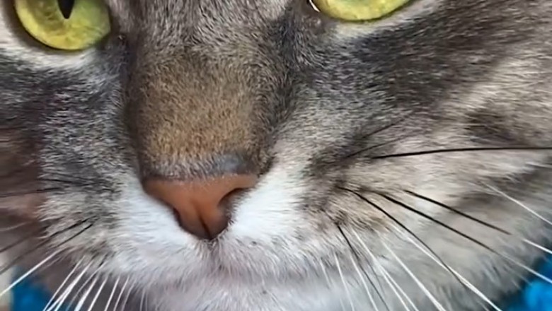 The Great Cat Chronicles: Epic Feline Adventures!