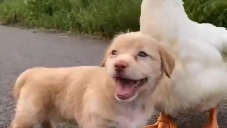 The Unlikely Duo: Small Dog vs. Goose Showdown!