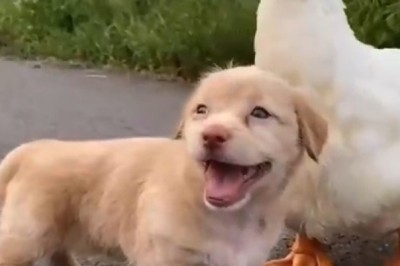 The Unlikely Duo: Small Dog vs. Goose Showdown!