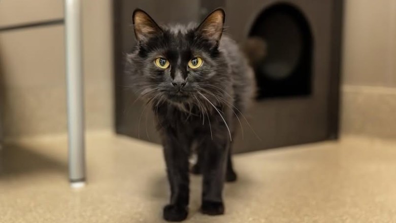 Transforming Lives: The Animal Foundation and GiveLitter™ Partnership
