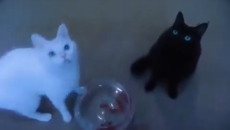 Two Adorable Kittens Having a Splash-tastic Time! 🐱💧 Before the Water Fun!