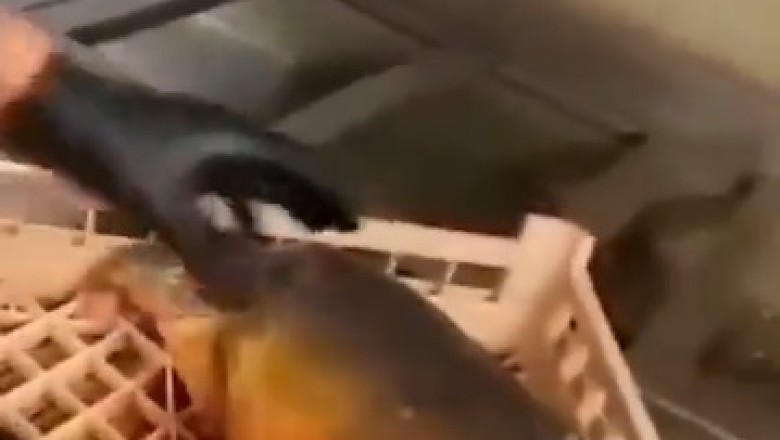 Unbelievable Strange Fish You've Never Seen: Nature's Oddities Revealed!