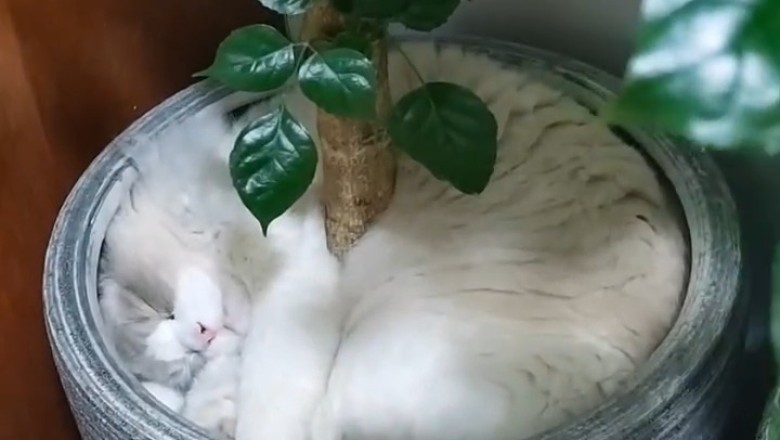 Unbelievable! This Cat Found the Coziest Spot Ever – Inside a Vase!
