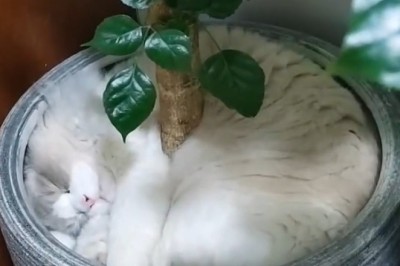 Unbelievable! This Cat Found the Coziest Spot Ever – Inside a Vase!
