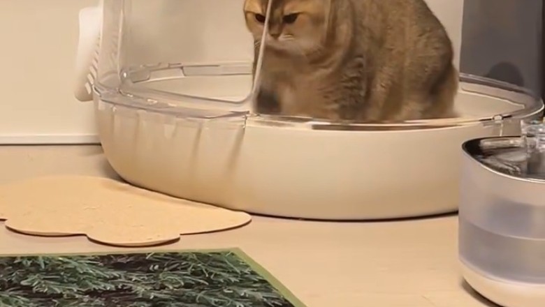 Unleashing Joy: The Ultimate Cat Entertainment Extravaganza!