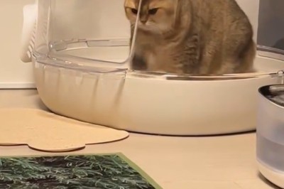 Unleashing Joy: The Ultimate Cat Entertainment Extravaganza!