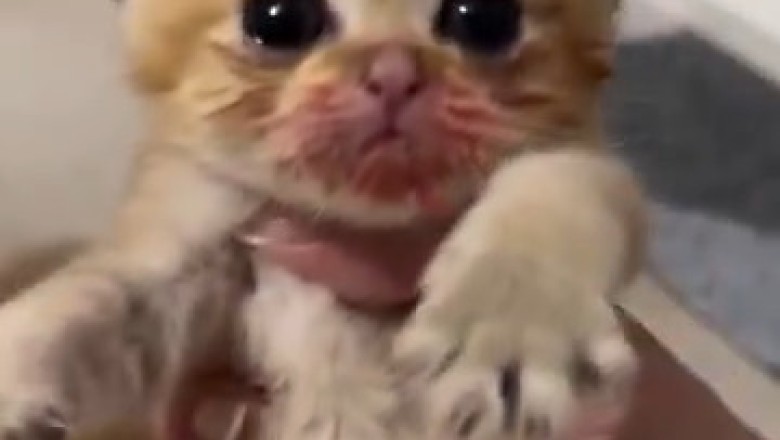 WATCH Kittens Devour Chicken Liver! 🍗🐱 You Won't Believe Their Reaction!
