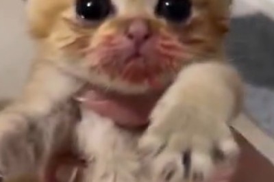 WATCH Kittens Devour Chicken Liver! 🍗🐱 You Won't Believe Their Reaction!