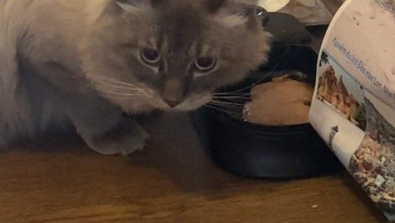 Watch This Hilarious Cat Devour Its Food Like a Pro – You Won't Believe the Mess!