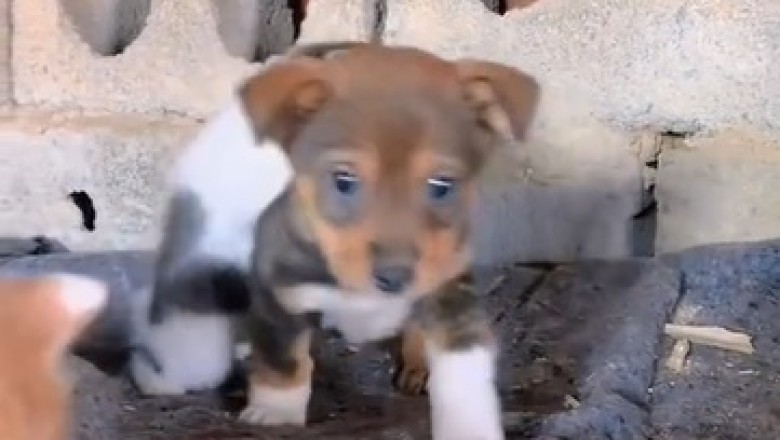 Why Small Dogs and Cats Think Their Food is Everything! 🐶🐱