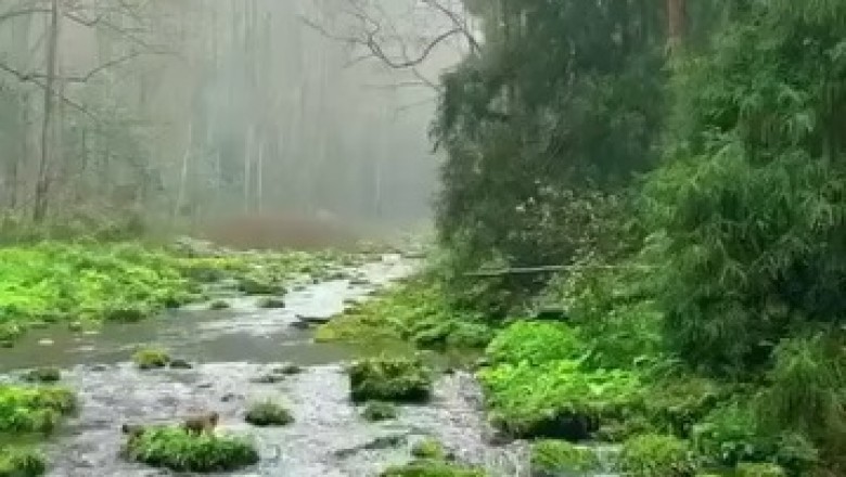 Wild Monkey Encounters: Adorable Moments in Nature You Can't Miss!