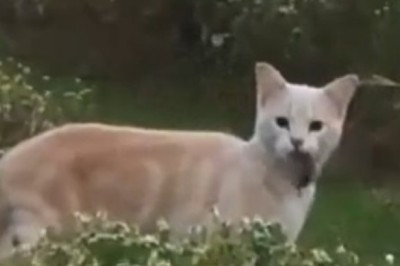 You Won't Believe This Cat Caught a Snake!