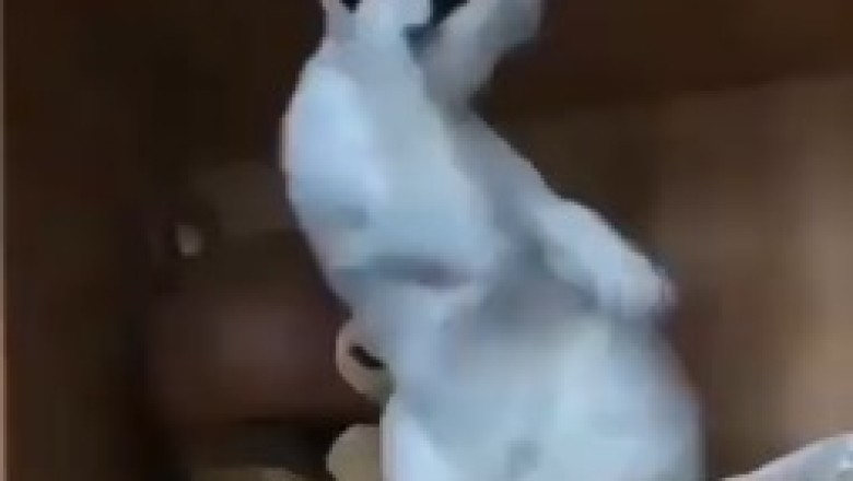 You Won't Believe What This Cat is Doing! 😂😺 Caught in the Act!
