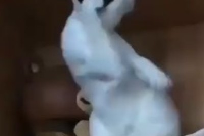 You Won't Believe What This Cat is Doing! 😂😺 Caught in the Act!