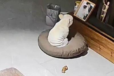 A Heartfelt Lesson: What a Surveillance Camera Revealed About My Dog