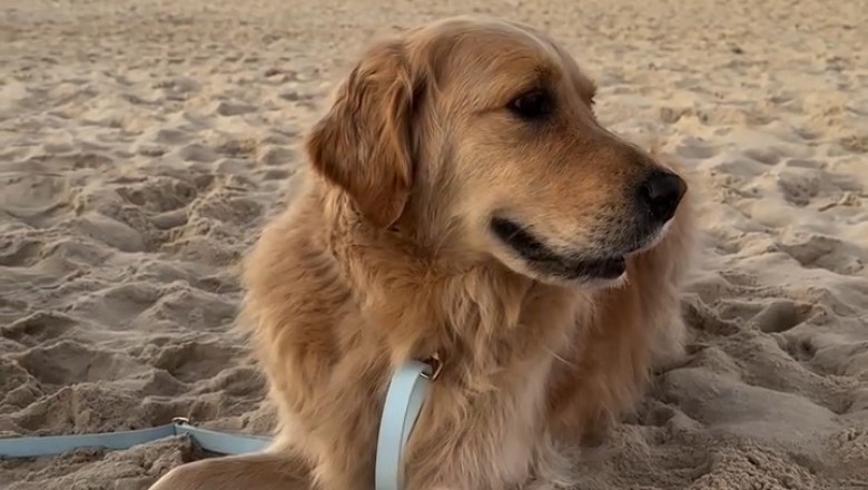 Joy Unleashed: Watch This Dog's Epic Day at the Beach!