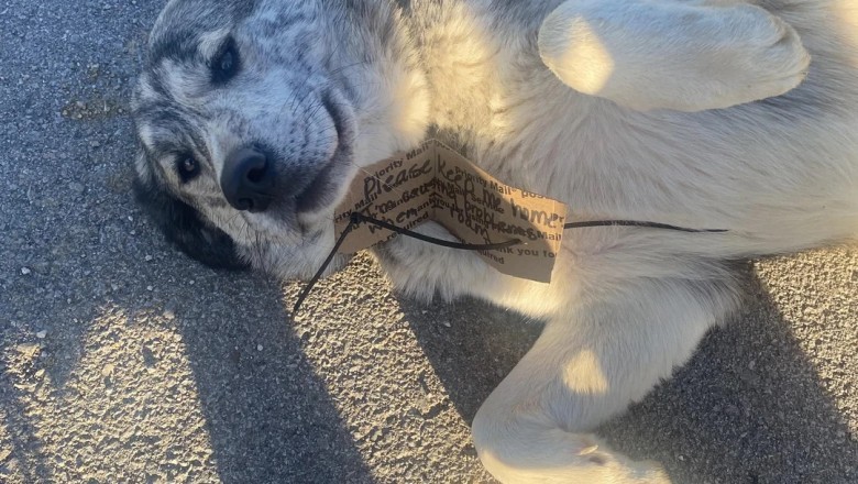 Meet Max: The Adorable Construction Site Trouble-Maker Stealing Hearts in Maplewood!