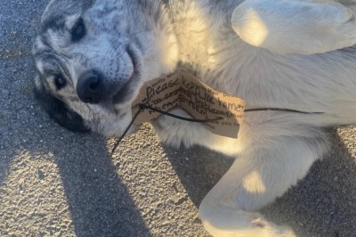 Meet Max: The Adorable Construction Site Trouble-Maker Stealing Hearts in Maplewood!