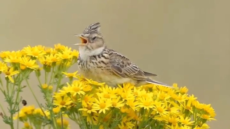 Nature’s Symphony: The Most Beautiful Bird Sounds You Need to Hear!